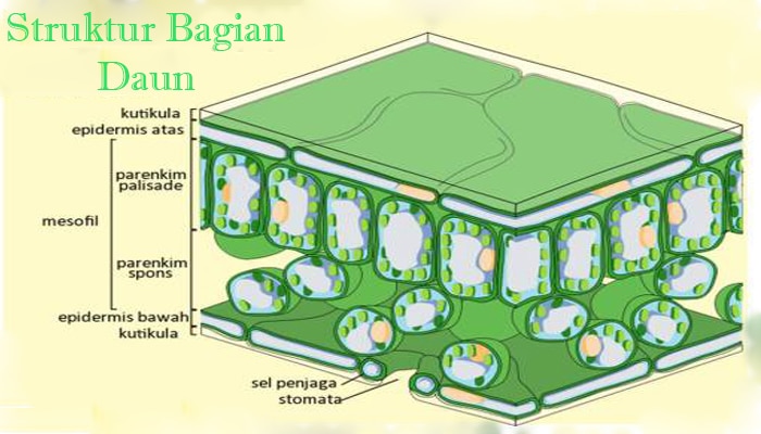 Detail Gambar Organ Daun Nomer 17