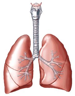 Detail Gambar Organ Ekskresi Nomer 33