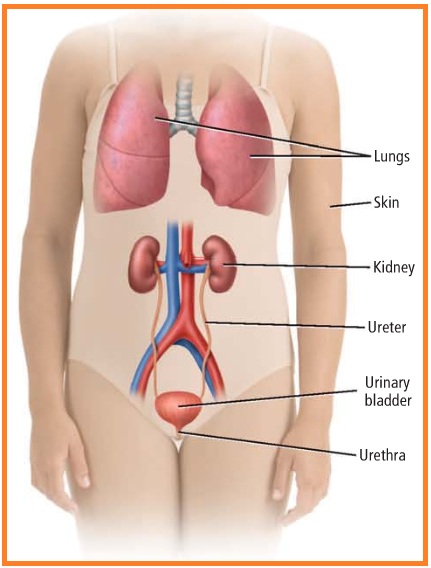 Detail Gambar Organ Ekskresi Nomer 34