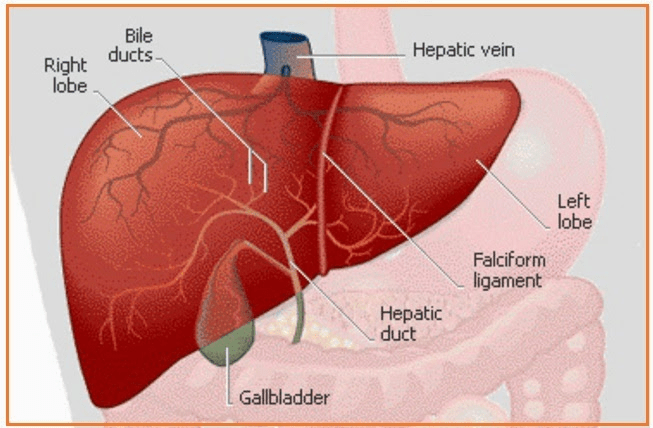 Detail Gambar Organ Ekskresi Nomer 38