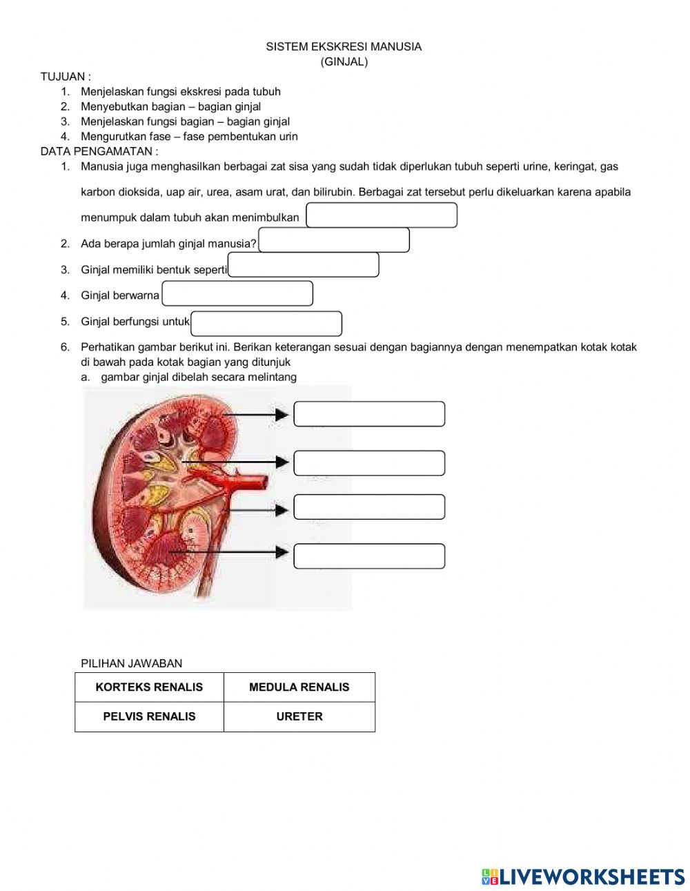 Detail Gambar Organ Ekskresi Nomer 39