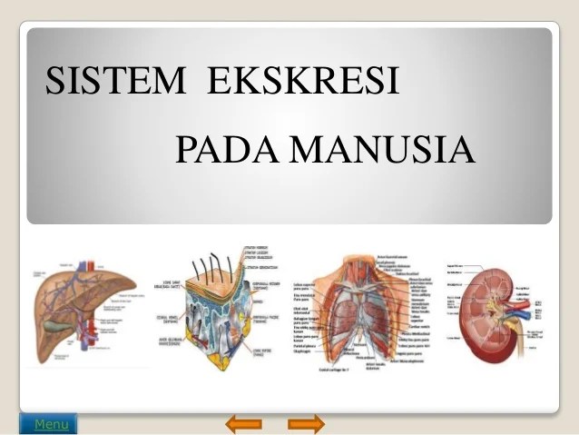 Detail Gambar Organ Ekskresi Nomer 40