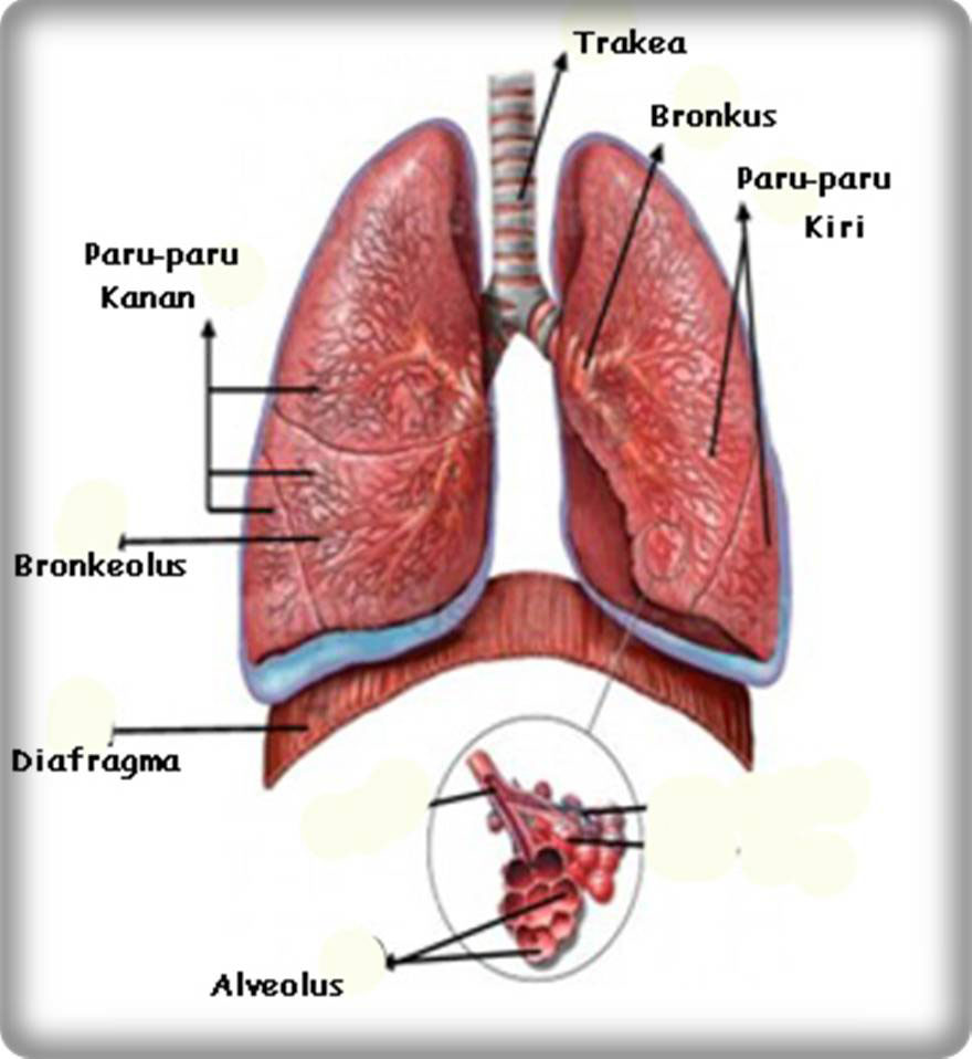 Detail Gambar Organ Ekskresi Nomer 41