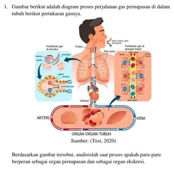 Detail Gambar Organ Ekskresi Nomer 47