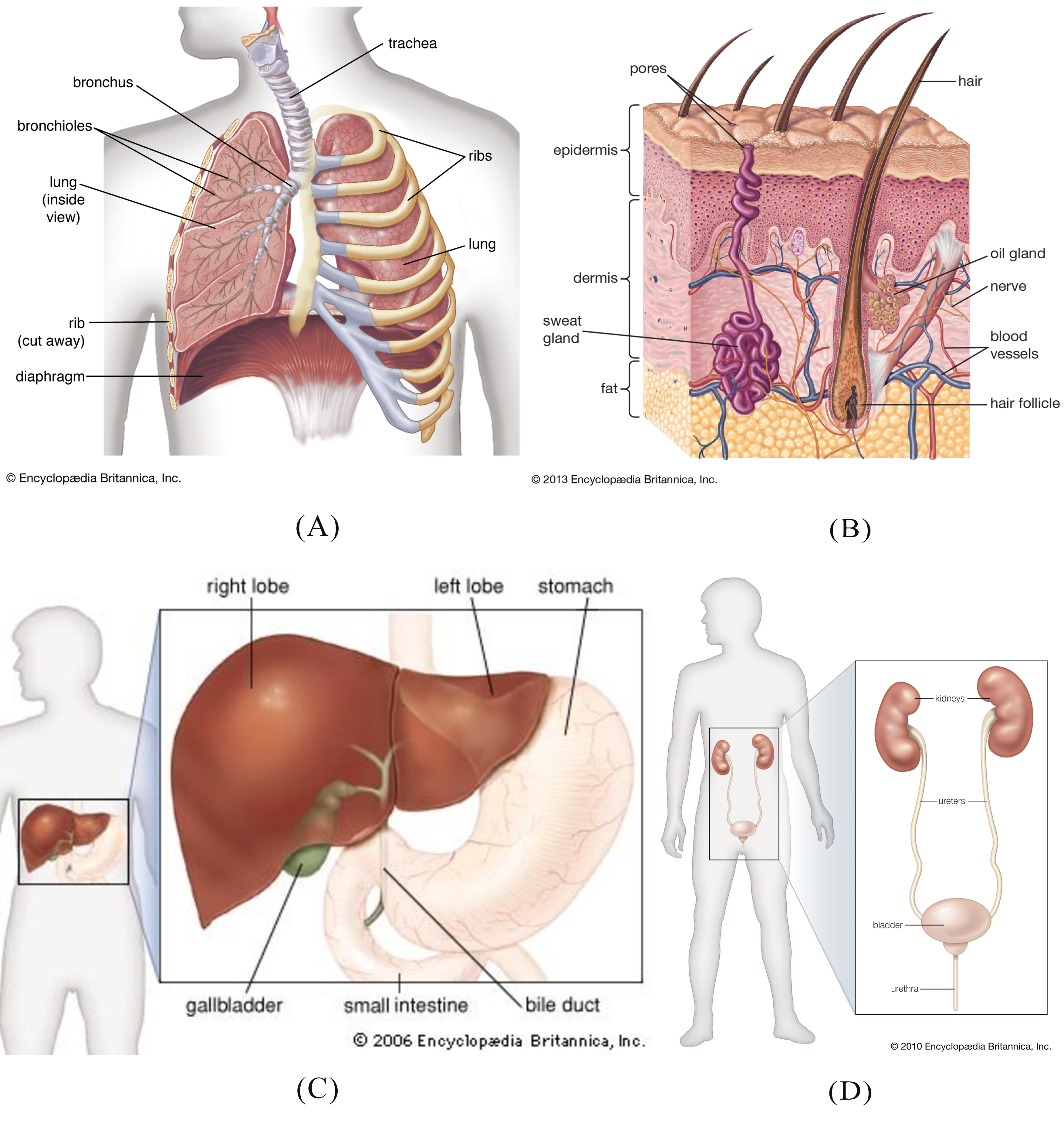 Detail Gambar Organ Ekskresi Nomer 55