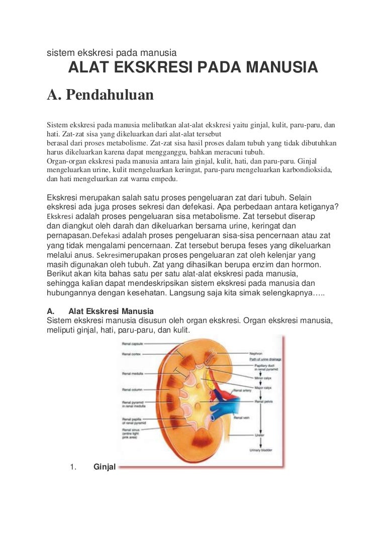 Detail Gambar Organ Ekskresi Nomer 56