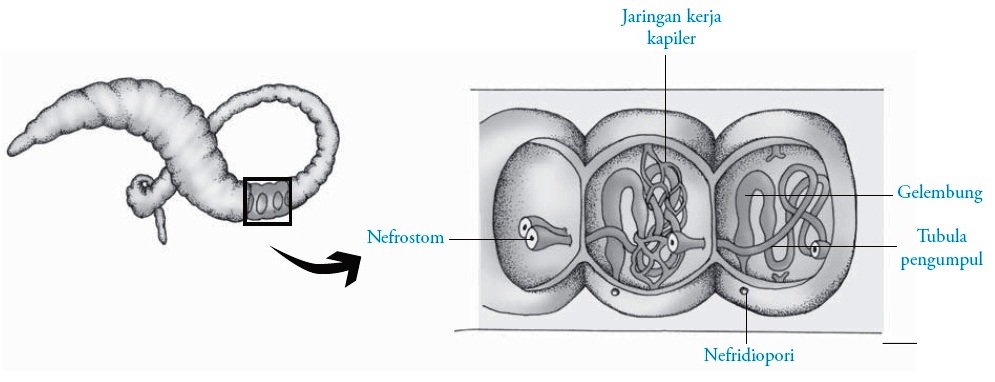 Detail Gambar Organ Ekskresi Pada Cacing Tanah Nomer 2