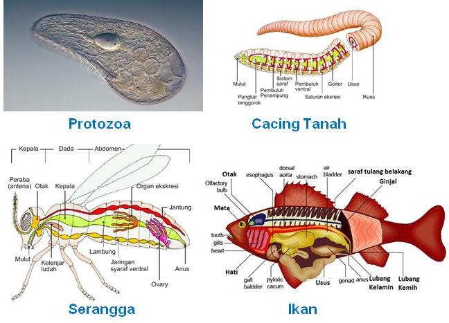 Detail Gambar Organ Ekskresi Pada Cacing Tanah Nomer 11