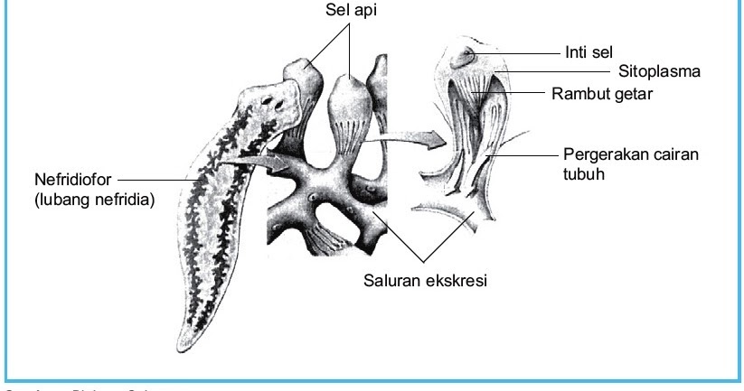 Detail Gambar Organ Ekskresi Pada Cacing Tanah Nomer 23