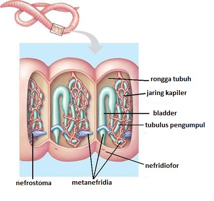 Detail Gambar Organ Ekskresi Pada Cacing Tanah Nomer 25