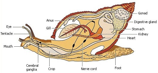 Detail Gambar Organ Ekskresi Pada Cacing Tanah Nomer 29