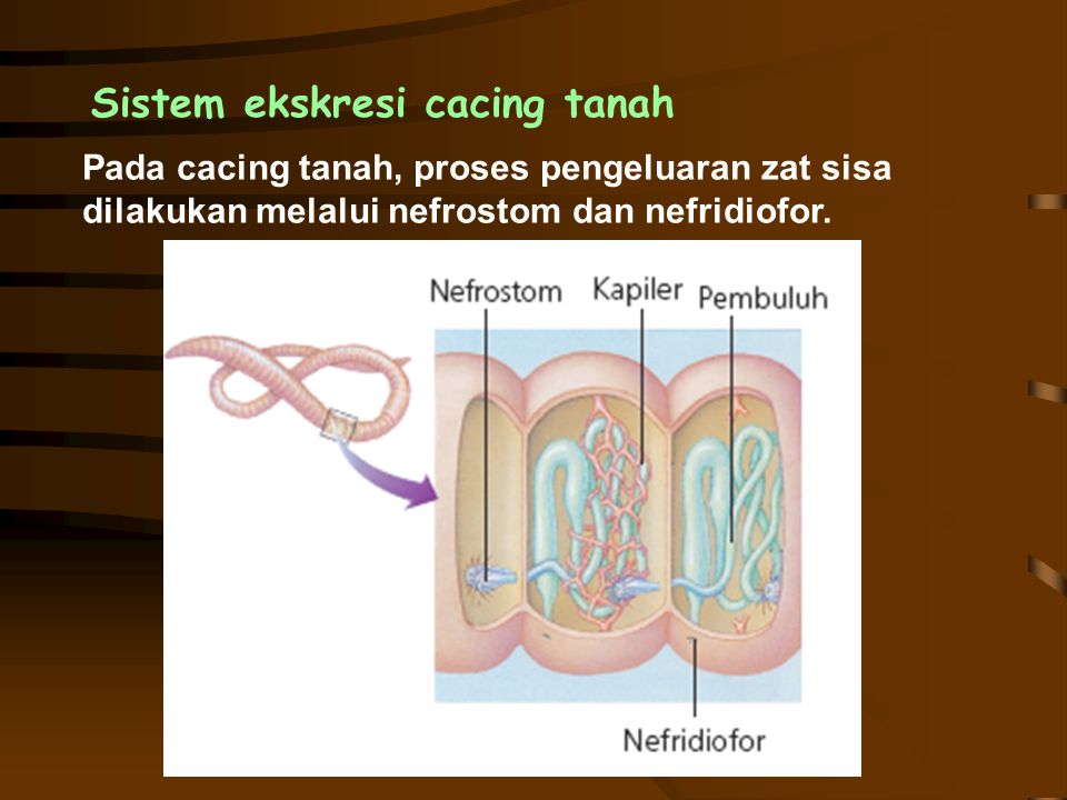 Detail Gambar Organ Ekskresi Pada Cacing Tanah Nomer 30