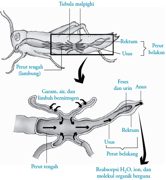 Detail Gambar Organ Ekskresi Pada Cacing Tanah Nomer 32