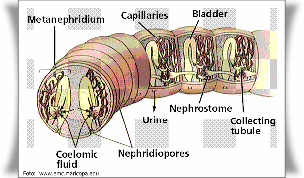 Detail Gambar Organ Ekskresi Pada Cacing Tanah Nomer 5