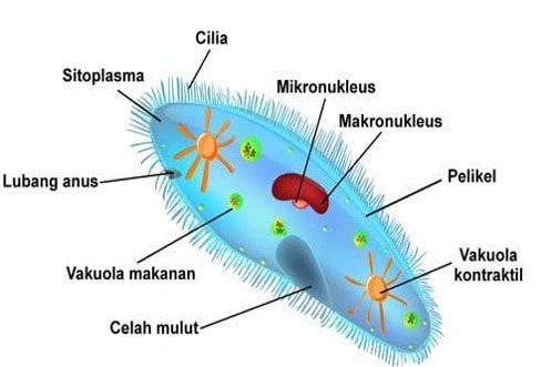 Detail Gambar Organ Ekskresi Pada Cacing Tanah Nomer 54