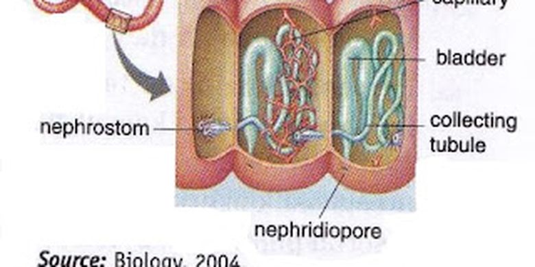 Detail Gambar Organ Ekskresi Pada Cacing Tanah Nomer 9