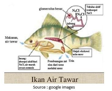 Detail Gambar Organ Ekskresi Pada Ikan Nomer 11