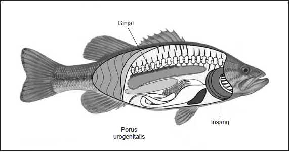 Detail Gambar Organ Ekskresi Pada Ikan Nomer 18