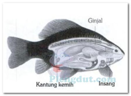 Detail Gambar Organ Ekskresi Pada Ikan Nomer 20