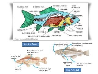 Detail Gambar Organ Ekskresi Pada Ikan Nomer 23