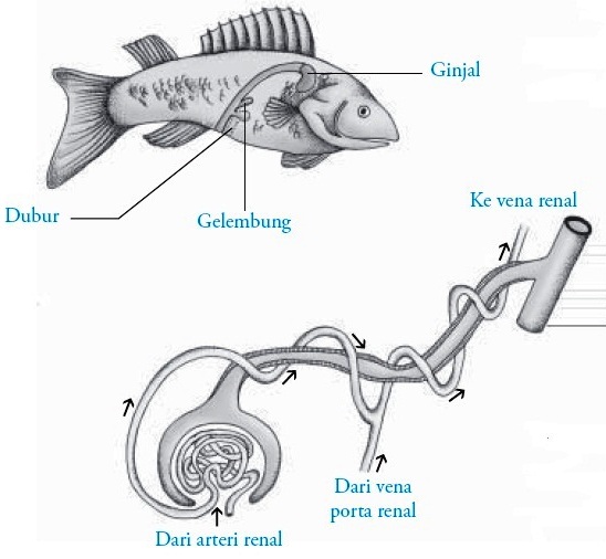 Detail Gambar Organ Ekskresi Pada Ikan Nomer 4