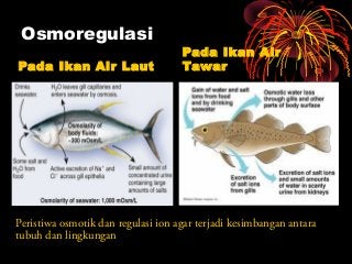 Detail Gambar Organ Ekskresi Pada Ikan Nomer 28