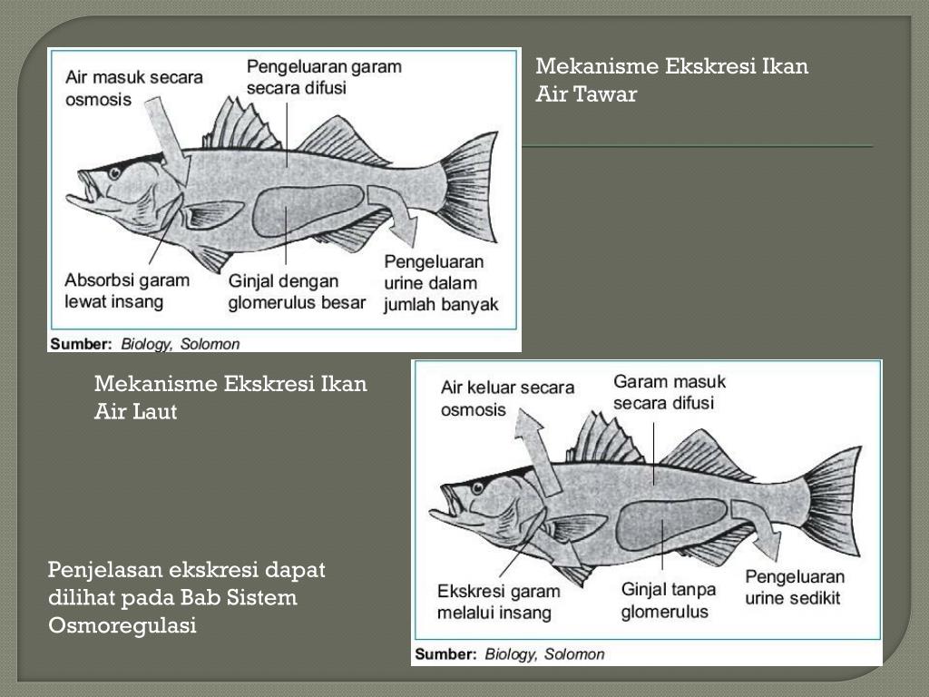 Detail Gambar Organ Ekskresi Pada Ikan Nomer 29