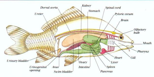 Detail Gambar Organ Ekskresi Pada Ikan Nomer 5