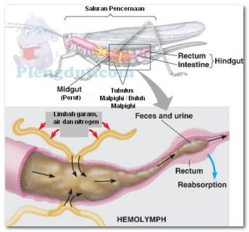 Detail Gambar Organ Ekskresi Pada Ikan Nomer 38