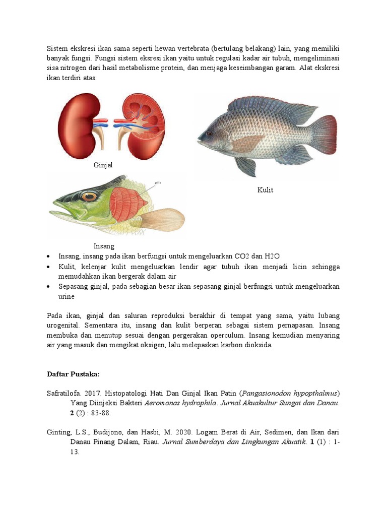 Detail Gambar Organ Ekskresi Pada Ikan Nomer 44