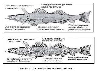 Detail Gambar Organ Ekskresi Pada Ikan Nomer 47