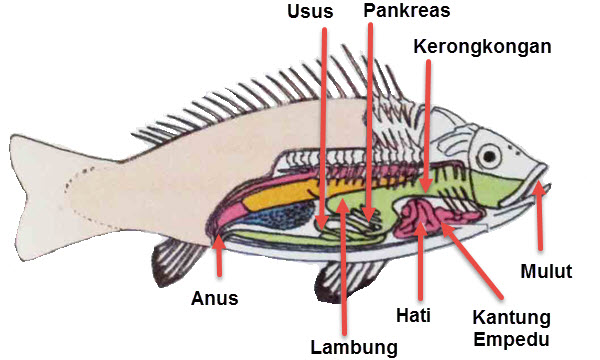 Detail Gambar Organ Ekskresi Pada Ikan Nomer 48