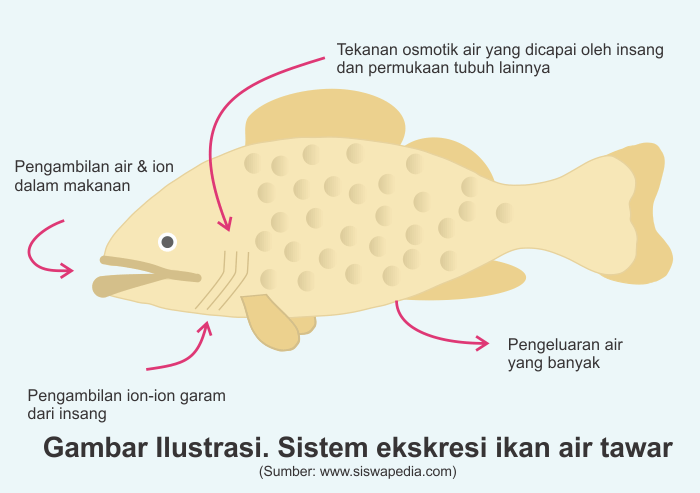 Detail Gambar Organ Ekskresi Pada Ikan Nomer 8