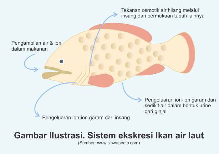 Detail Gambar Organ Ekskresi Pada Ikan Nomer 9