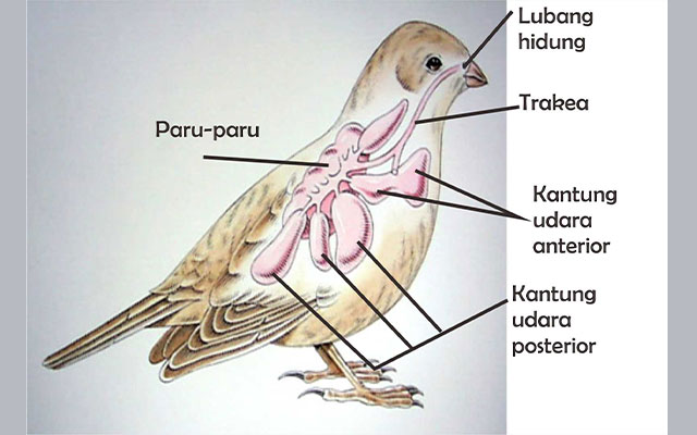 Detail Gambar Organ Gerak Burung Nomer 2