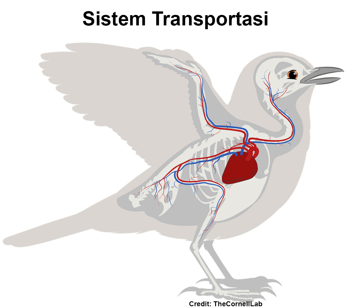 Detail Gambar Organ Gerak Burung Nomer 15