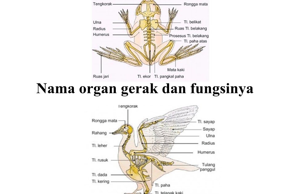 Detail Gambar Organ Gerak Burung Nomer 18