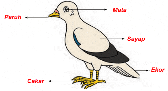 Detail Gambar Organ Gerak Burung Nomer 3