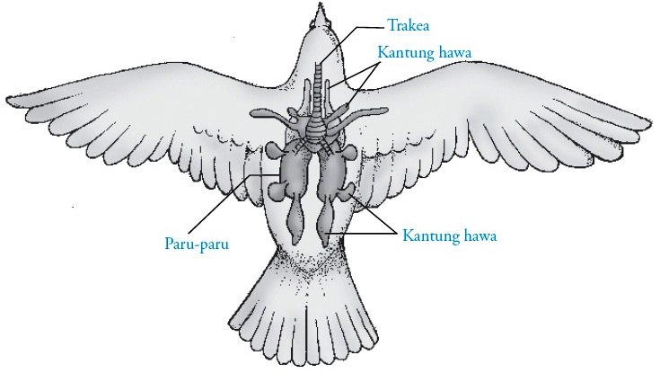 Detail Gambar Organ Gerak Burung Nomer 38