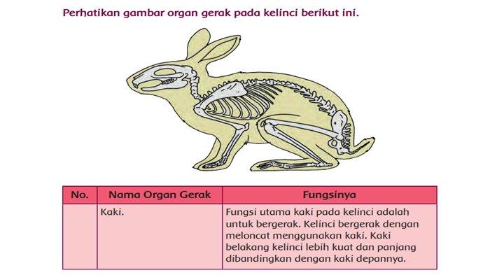 Detail Gambar Organ Gerak Burung Nomer 5