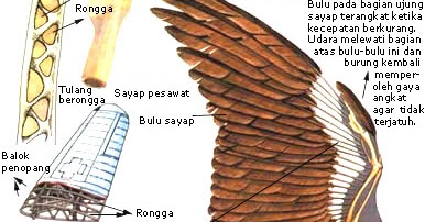 Detail Gambar Organ Gerak Burung Nomer 7