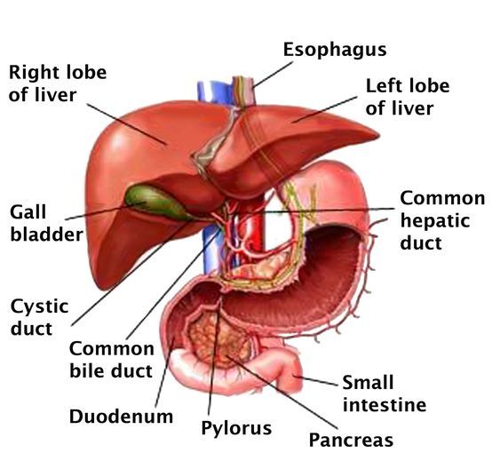 Detail Gambar Organ Hati Nomer 13