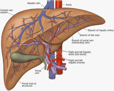 Detail Gambar Organ Hati Nomer 22