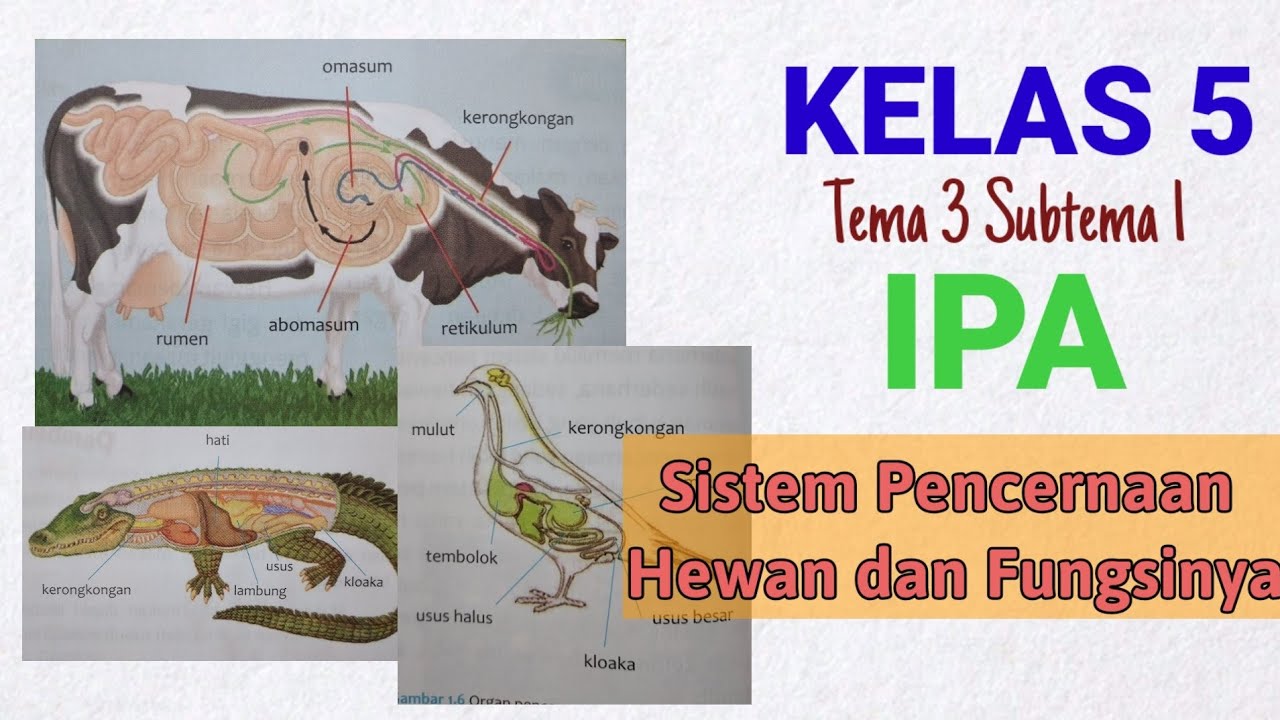 Download Gambar Organ Hewan Nomer 15