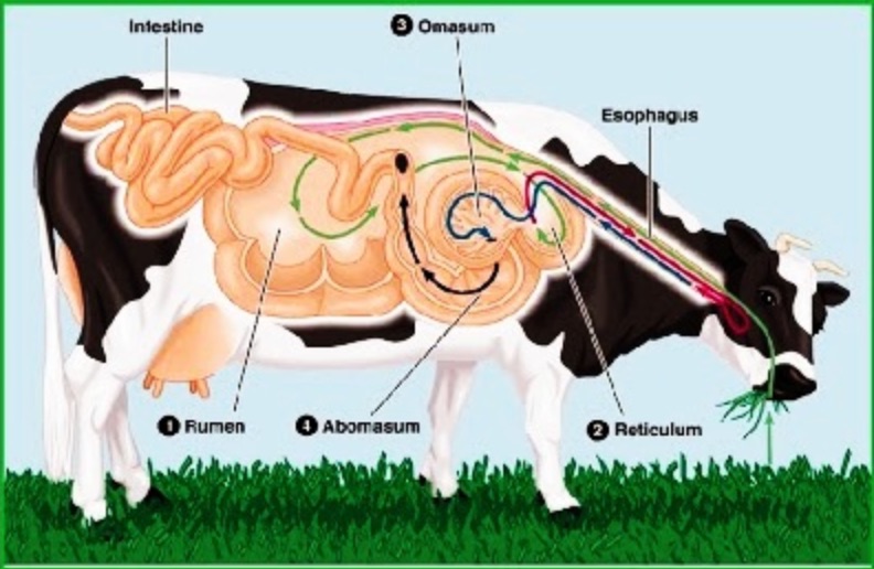 Detail Gambar Organ Hewan Nomer 18