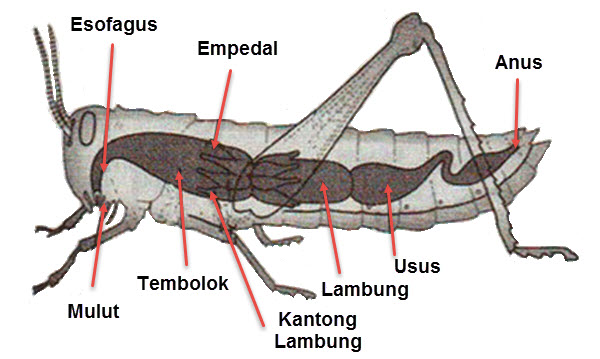 Detail Gambar Organ Hewan Nomer 21