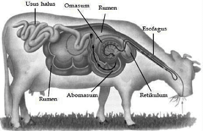 Detail Gambar Organ Hewan Nomer 24