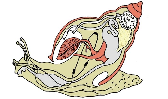 Detail Gambar Organ Hewan Nomer 25