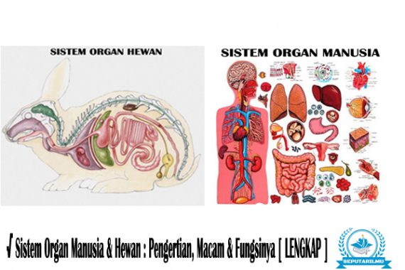 Detail Gambar Organ Hewan Nomer 27