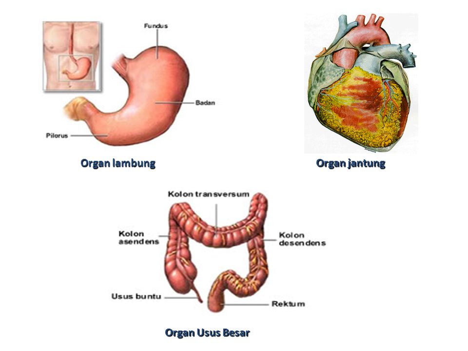 Detail Gambar Organ Hewan Nomer 37